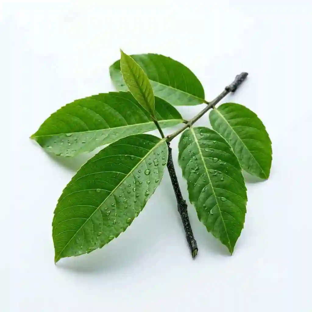 banaba leaves