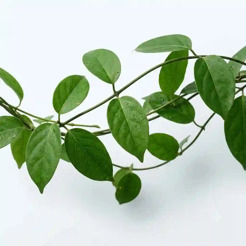 gymnema sylvestre